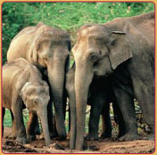 Periyar National Park of South India